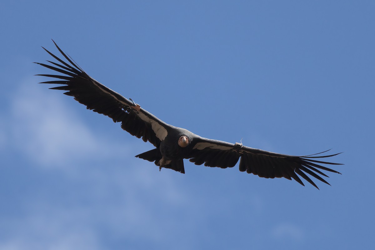 California Condor - ML643995918