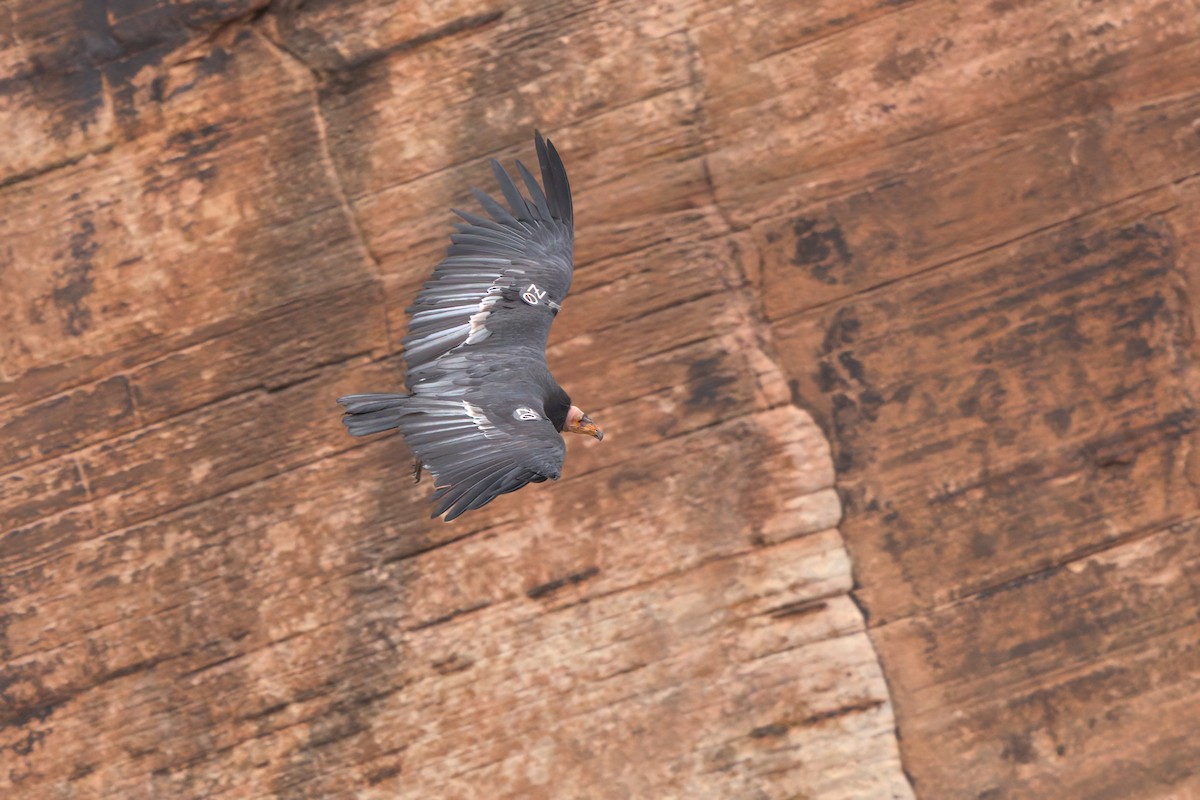 California Condor - ML643995919