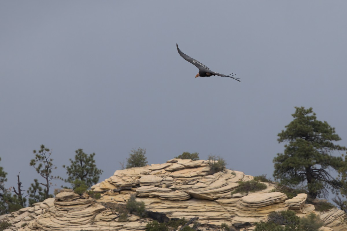 California Condor - ML643995920