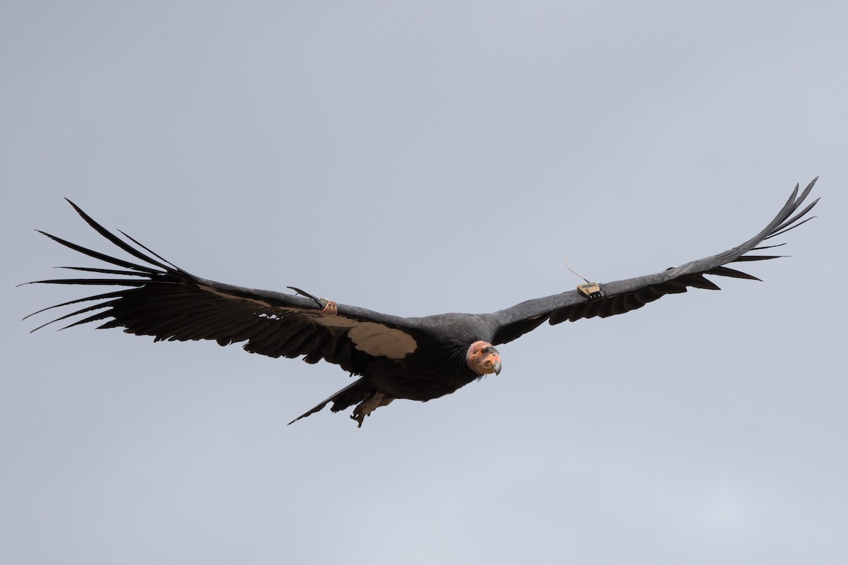 California Condor - ML643995921