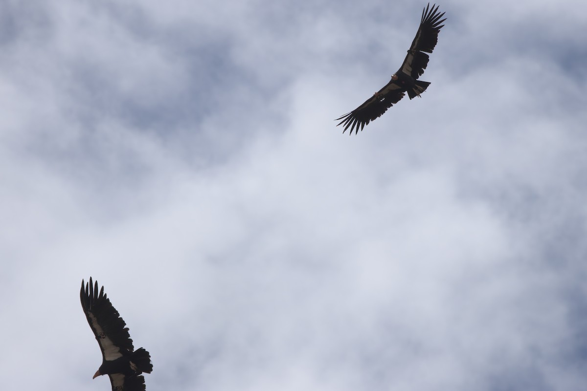 California Condor - ML643995922