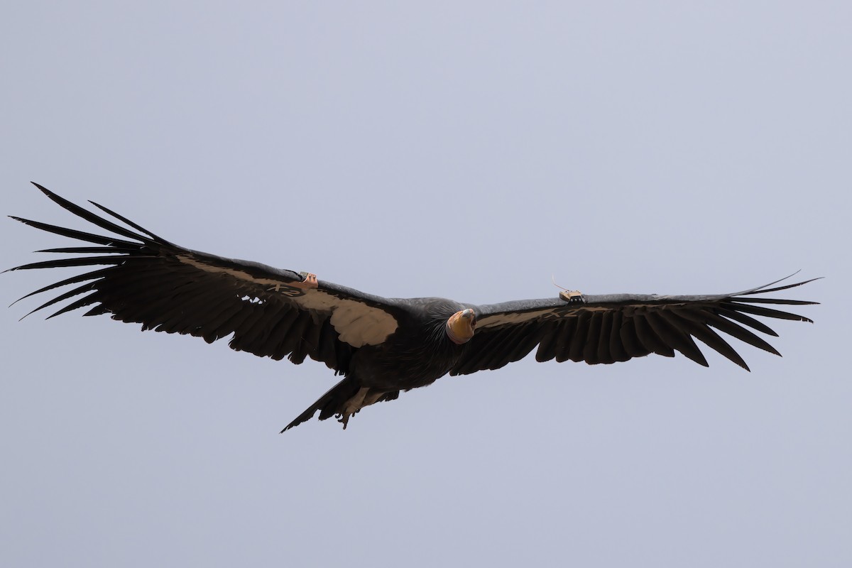 California Condor - ML643995923