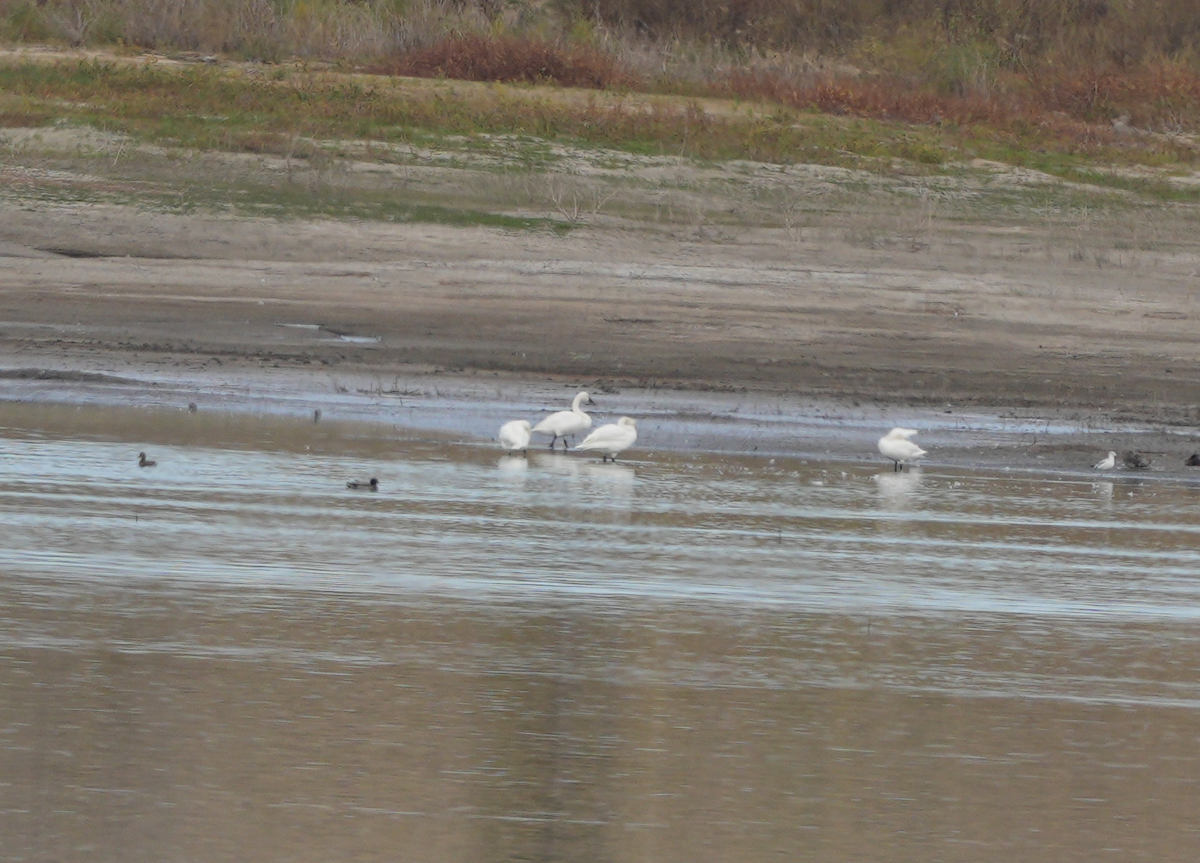 Tundra Swan - ML643995926