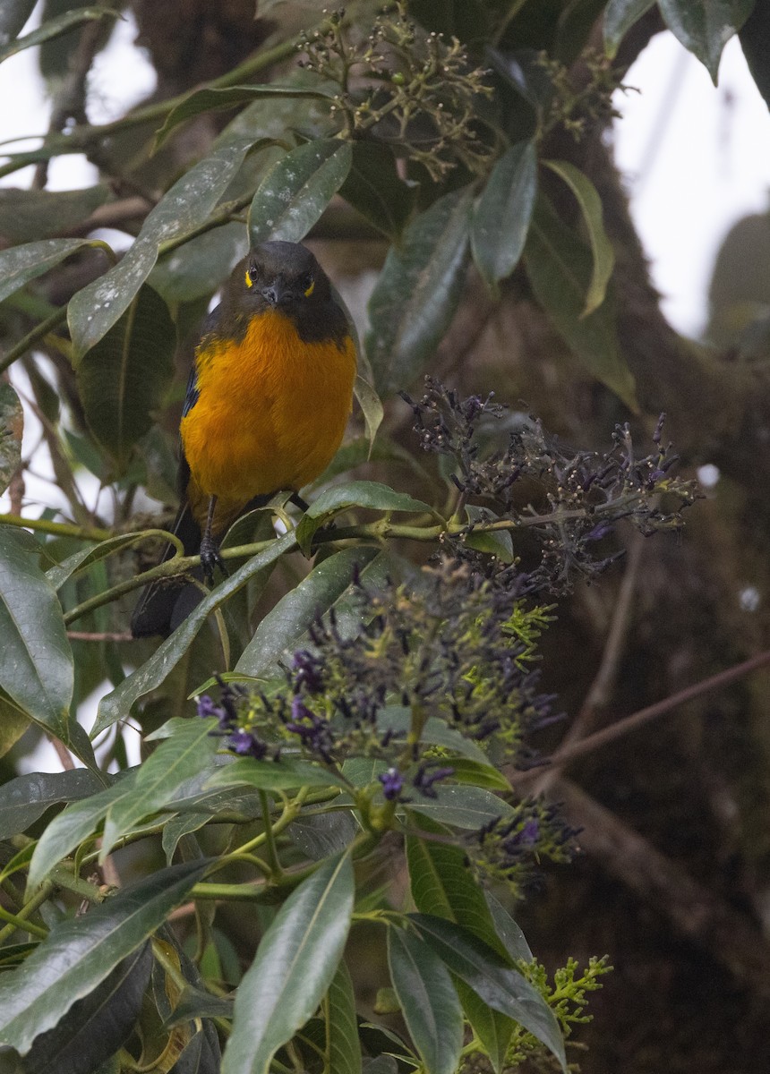 Tangara Lacrimosa - ML643995929