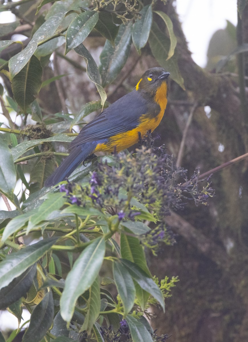 Tangara Lacrimosa - ML643995930