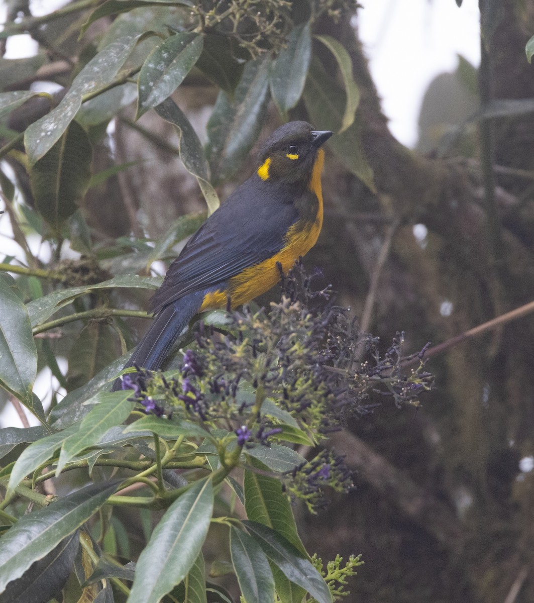 Tangara Lacrimosa - ML643995931