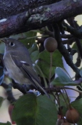 Ruby-crowned Kinglet - ML643995976