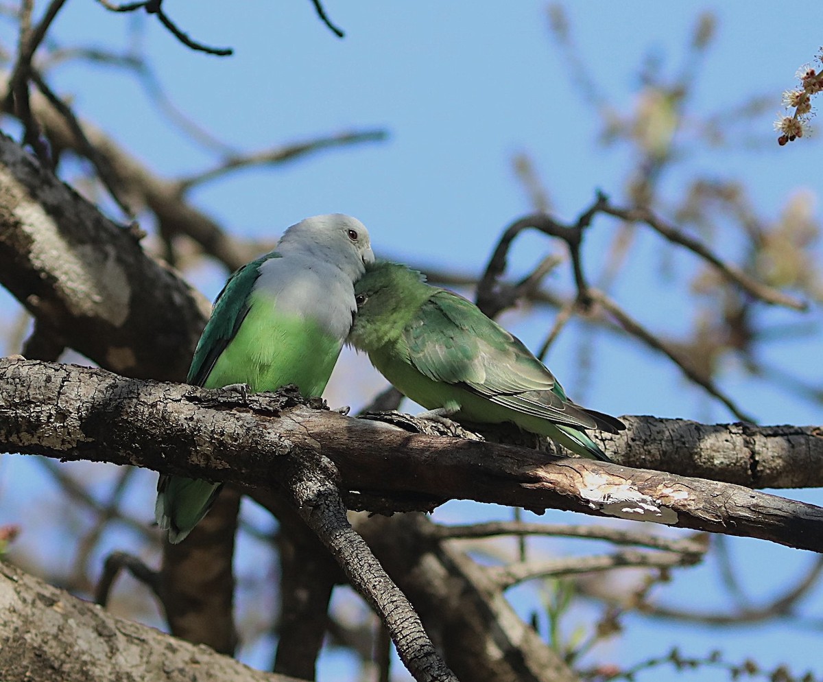 Grauköpfchen - ML643995997