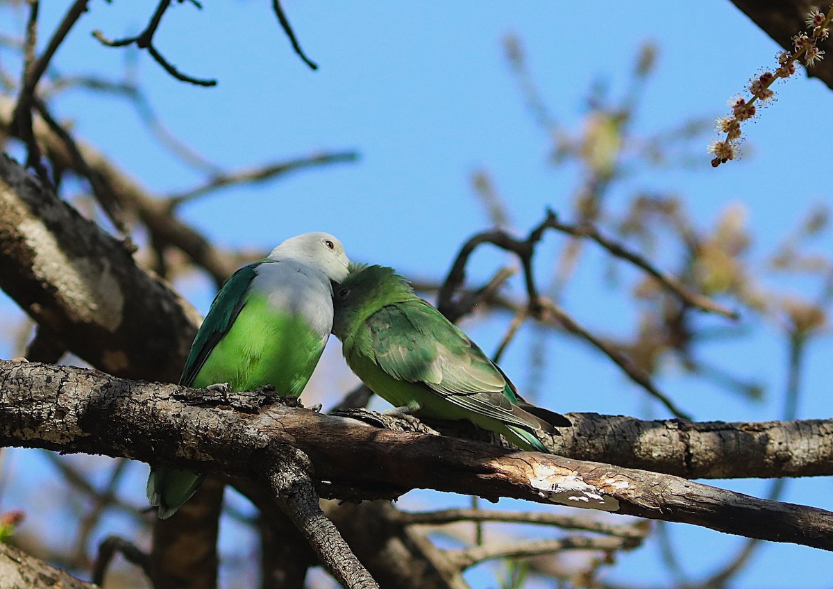 Grauköpfchen - ML643995998