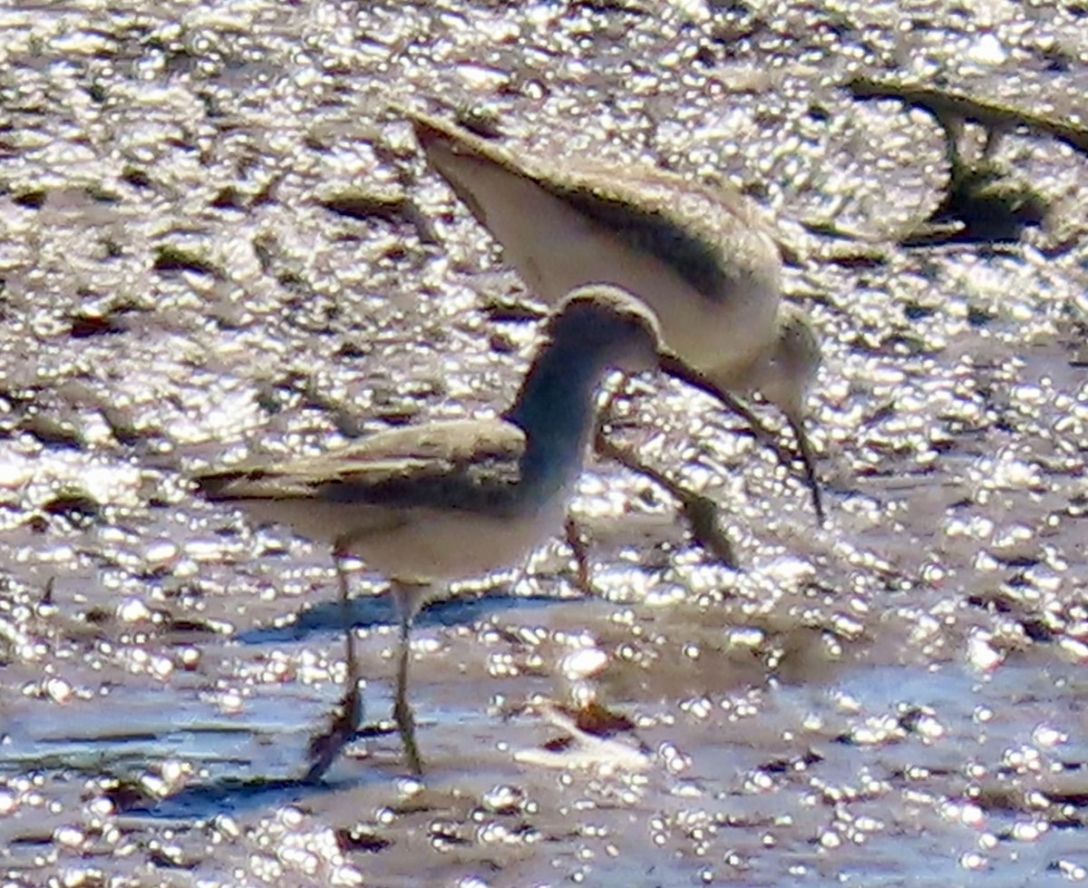 Коловодник жовтоногий - ML643996003