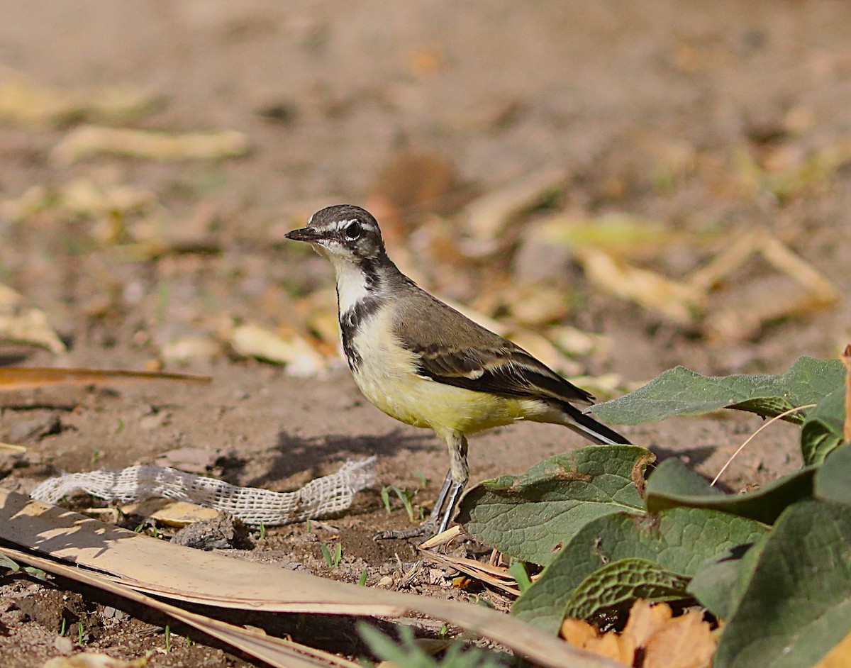 Madagascar Wagtail - ML643996017