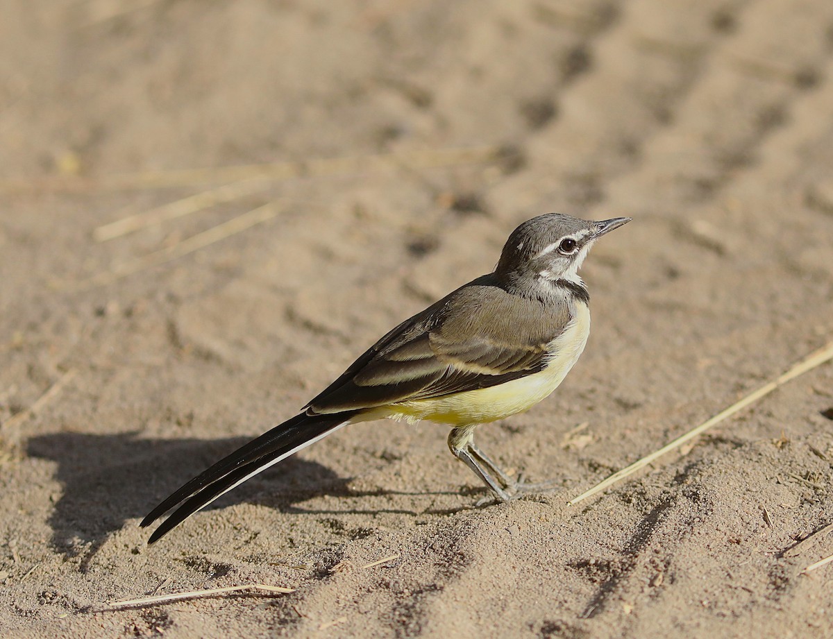 Madagascar Wagtail - ML643996018