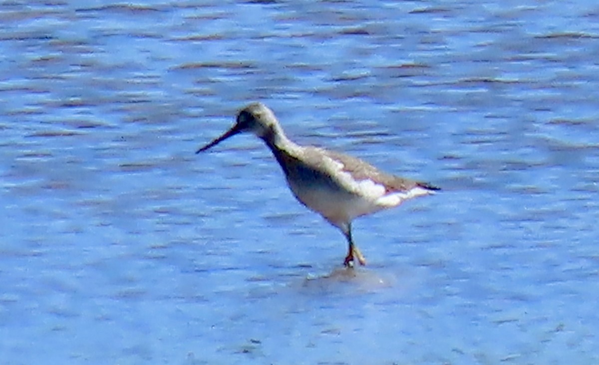 Коловодник строкатий - ML643996028