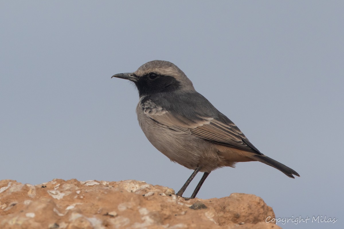Red-rumped Wheatear - ML643996031