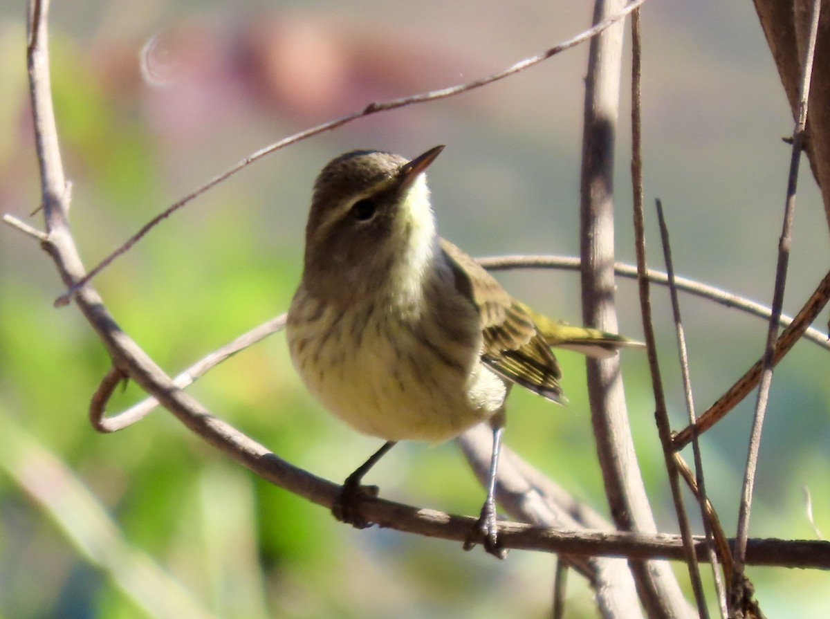 Пісняр-лісовик рудоголовий - ML643996040