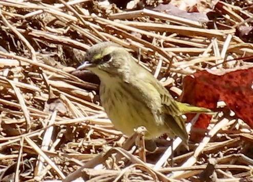 Пісняр-лісовик рудоголовий - ML643996041