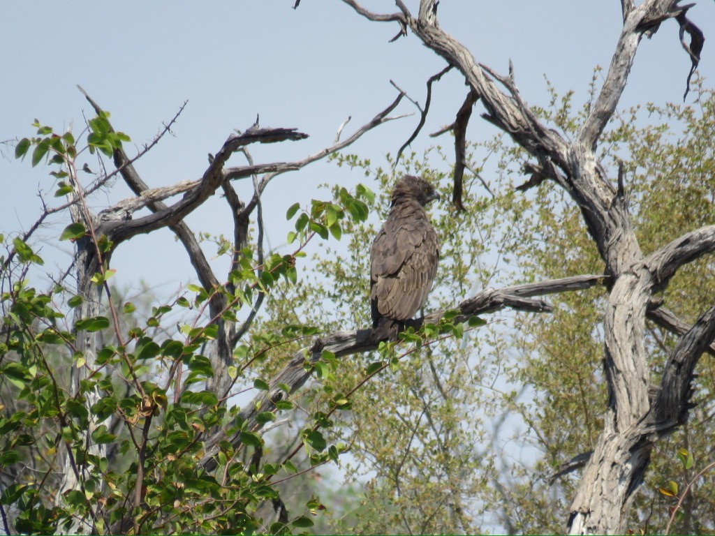 Brown Snake-Eagle - ML643996042