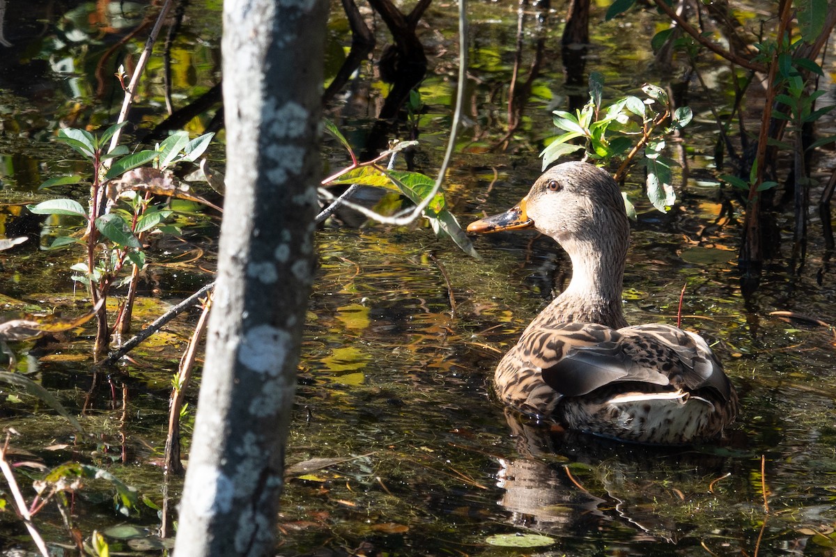 Mallard - ML643996051