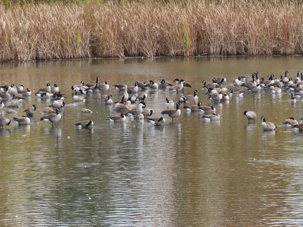 Канад галуу - ML643996057