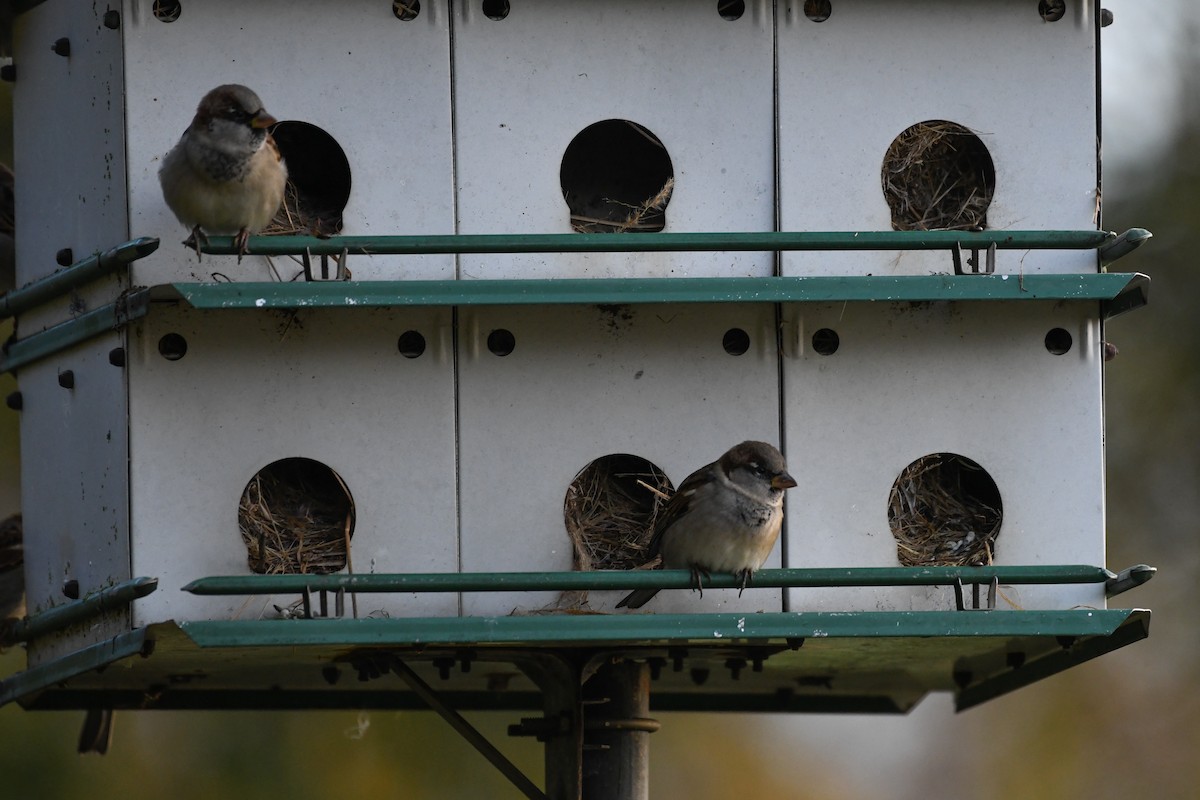 House Sparrow - ML643996061