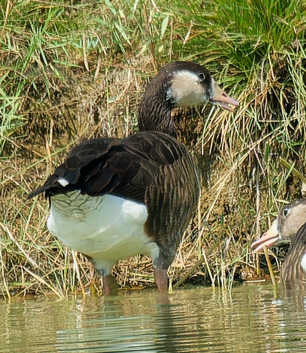 Graylag x Canada Goose (hybrid) - ML643996063