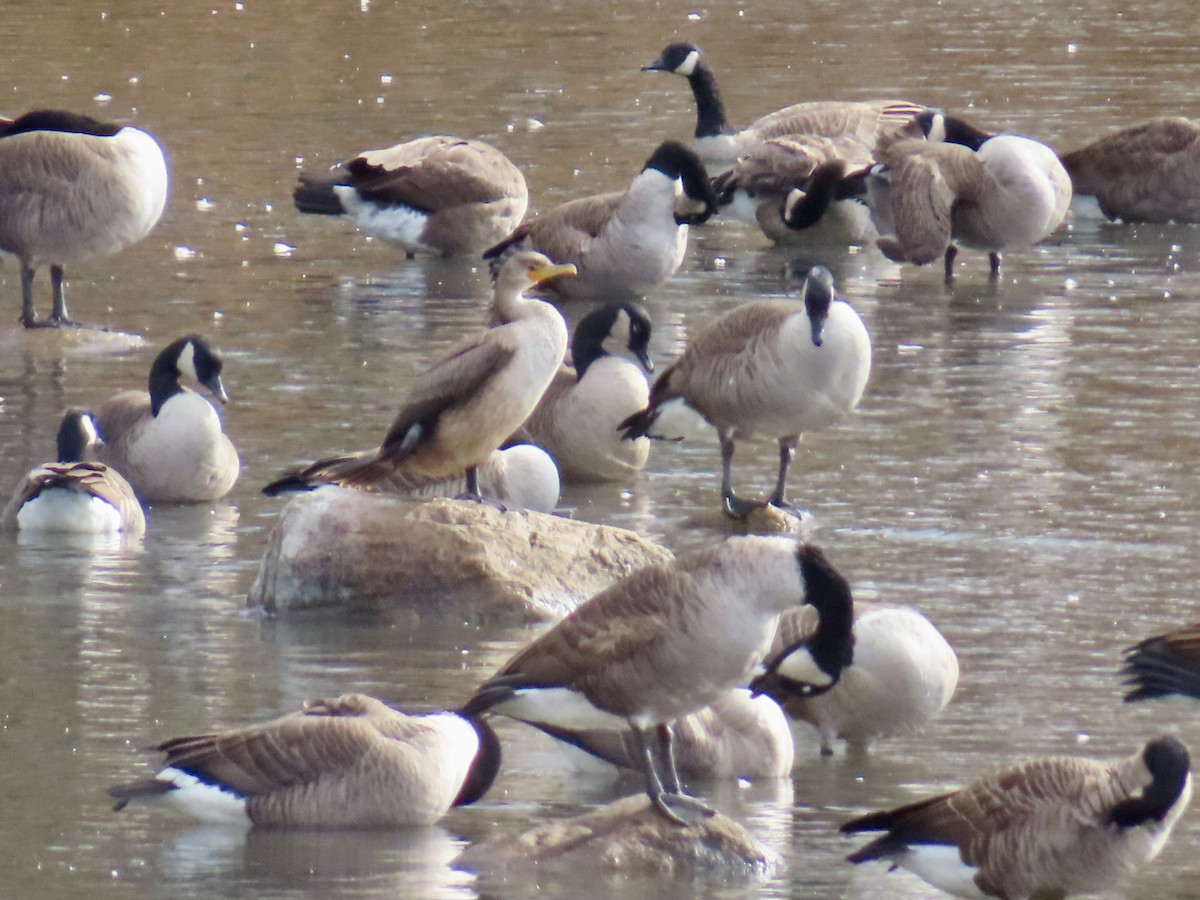 Double-crested Cormorant - ML643996068