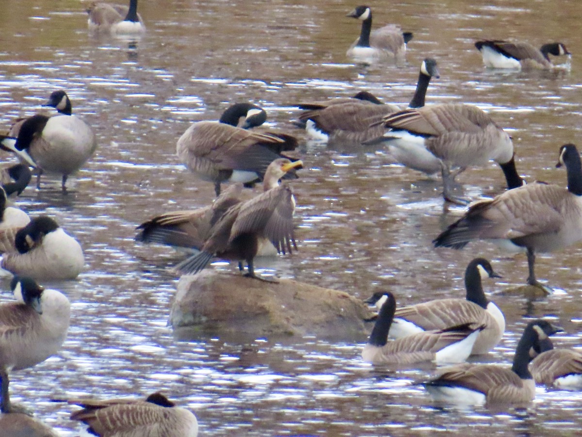 Double-crested Cormorant - ML643996069
