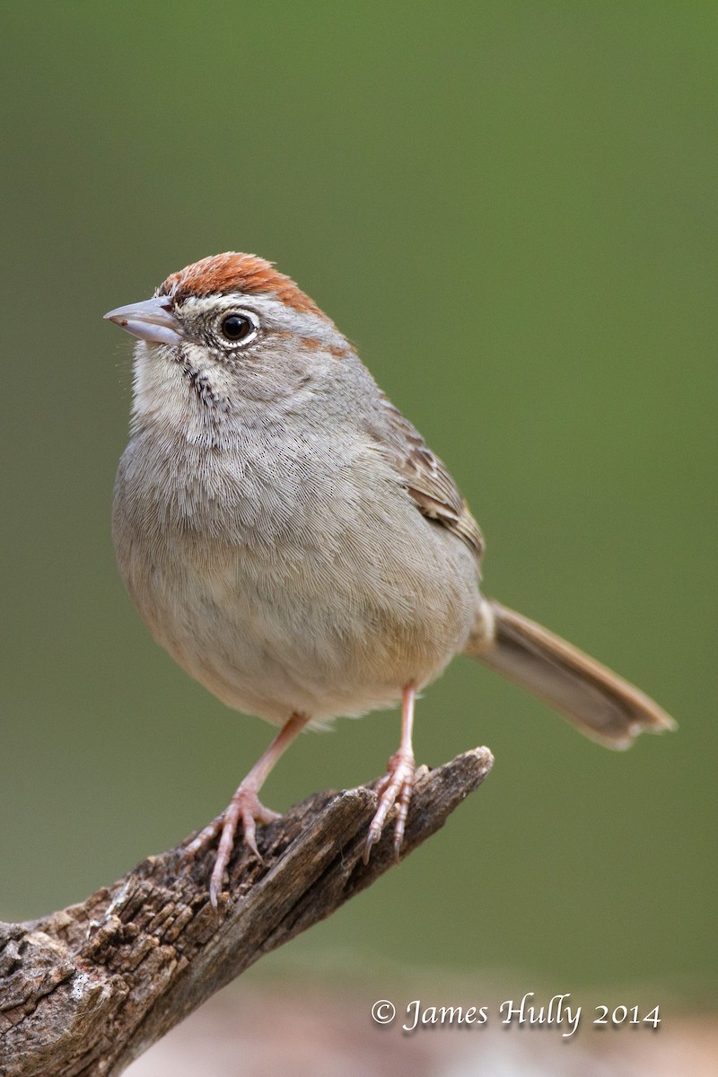 Rufous-crowned Sparrow - ML643996076