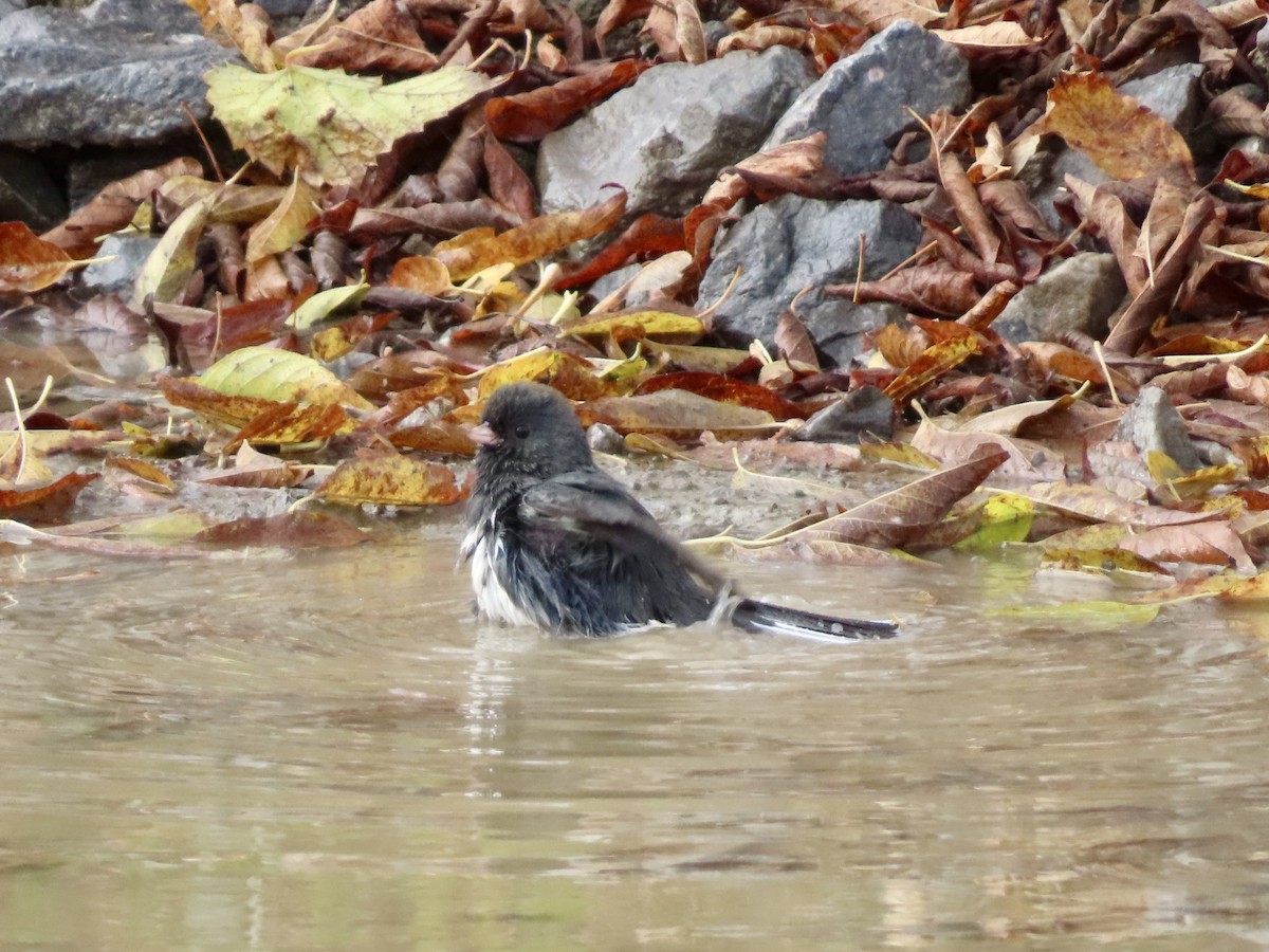 Dark-eyed Junco - ML643996081