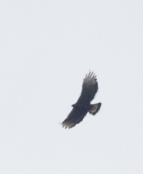Black-and-chestnut Eagle - ML643996084