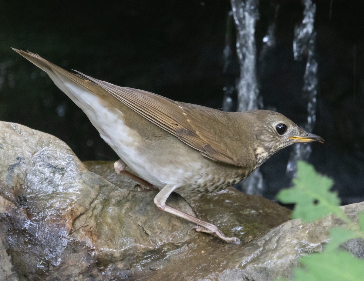 Gray-cheeked/Bicknell's Thrush - ML643996087