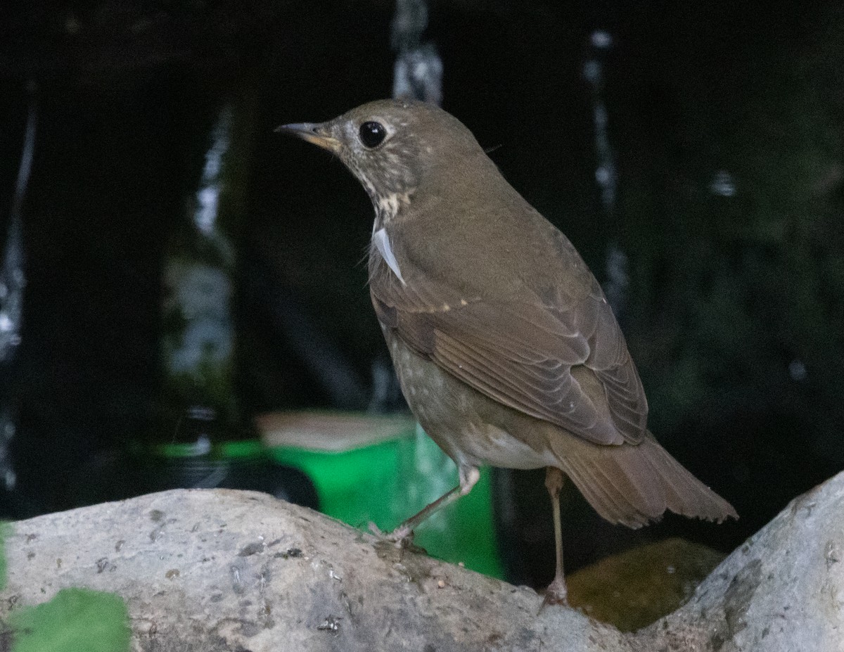 Gray-cheeked/Bicknell's Thrush - ML643996088