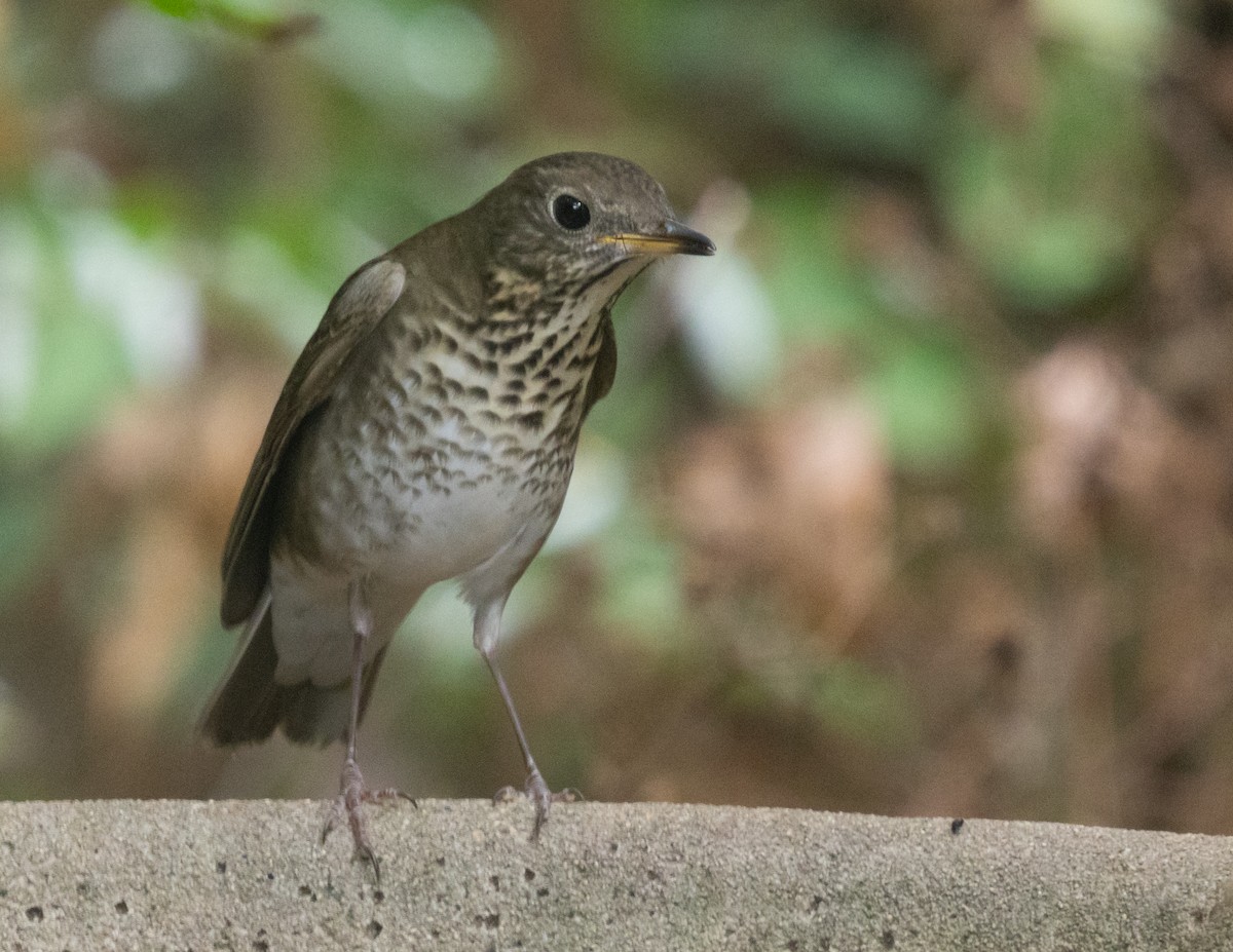 Gray-cheeked/Bicknell's Thrush - ML643996089
