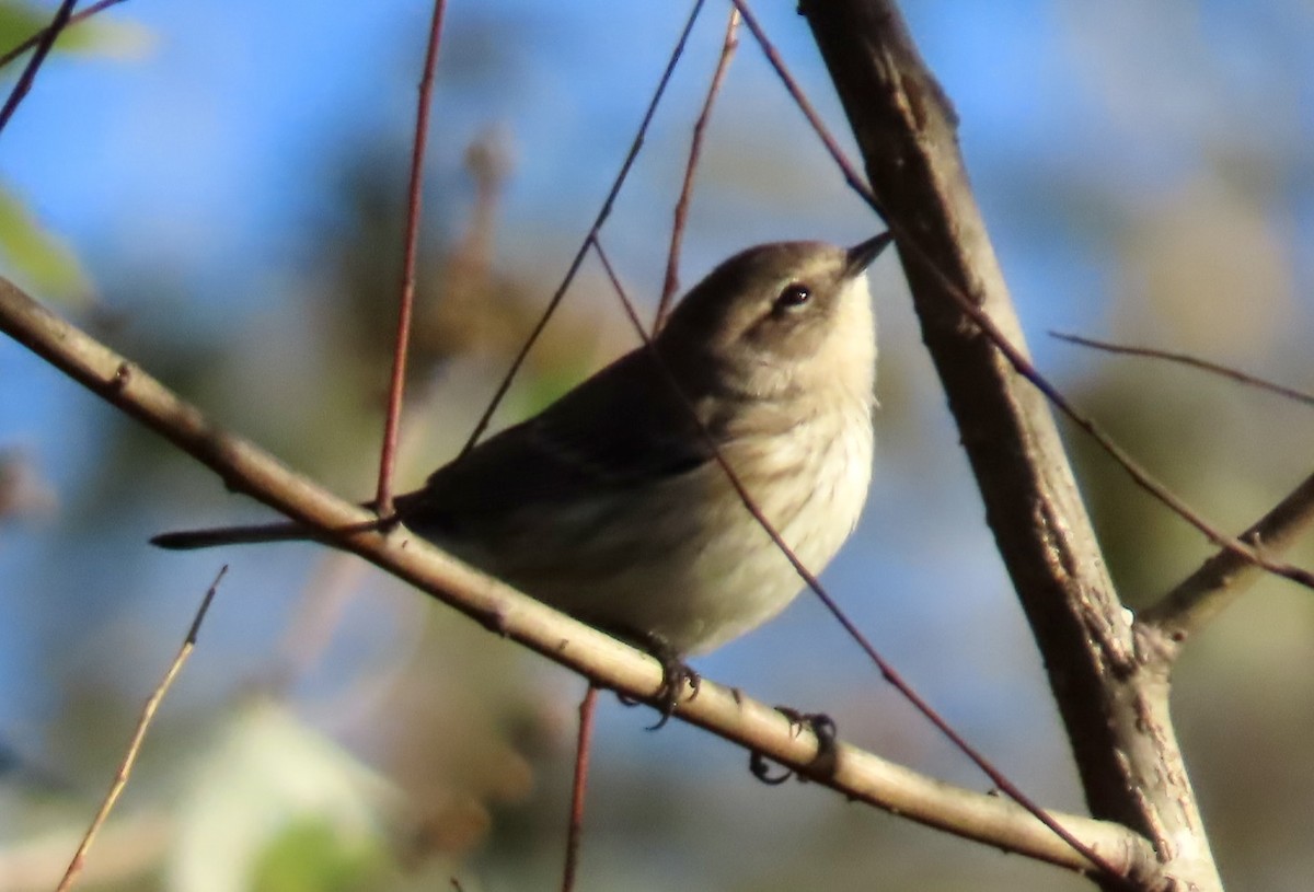 lesňáček žlutoskvrnný - ML643996103