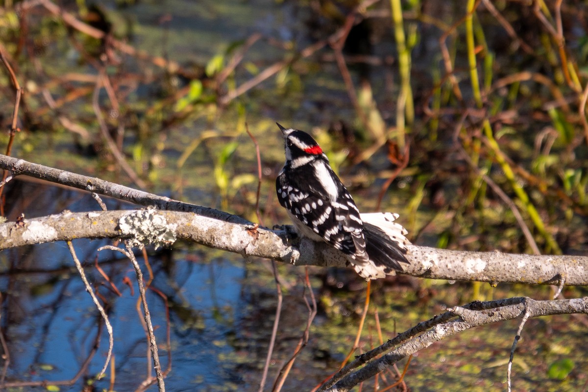 Downy Woodpecker - ML643996114
