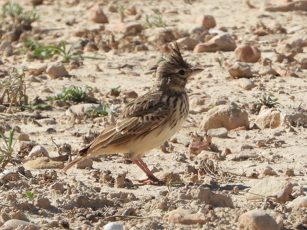 Thekla's Lark - ML643996116