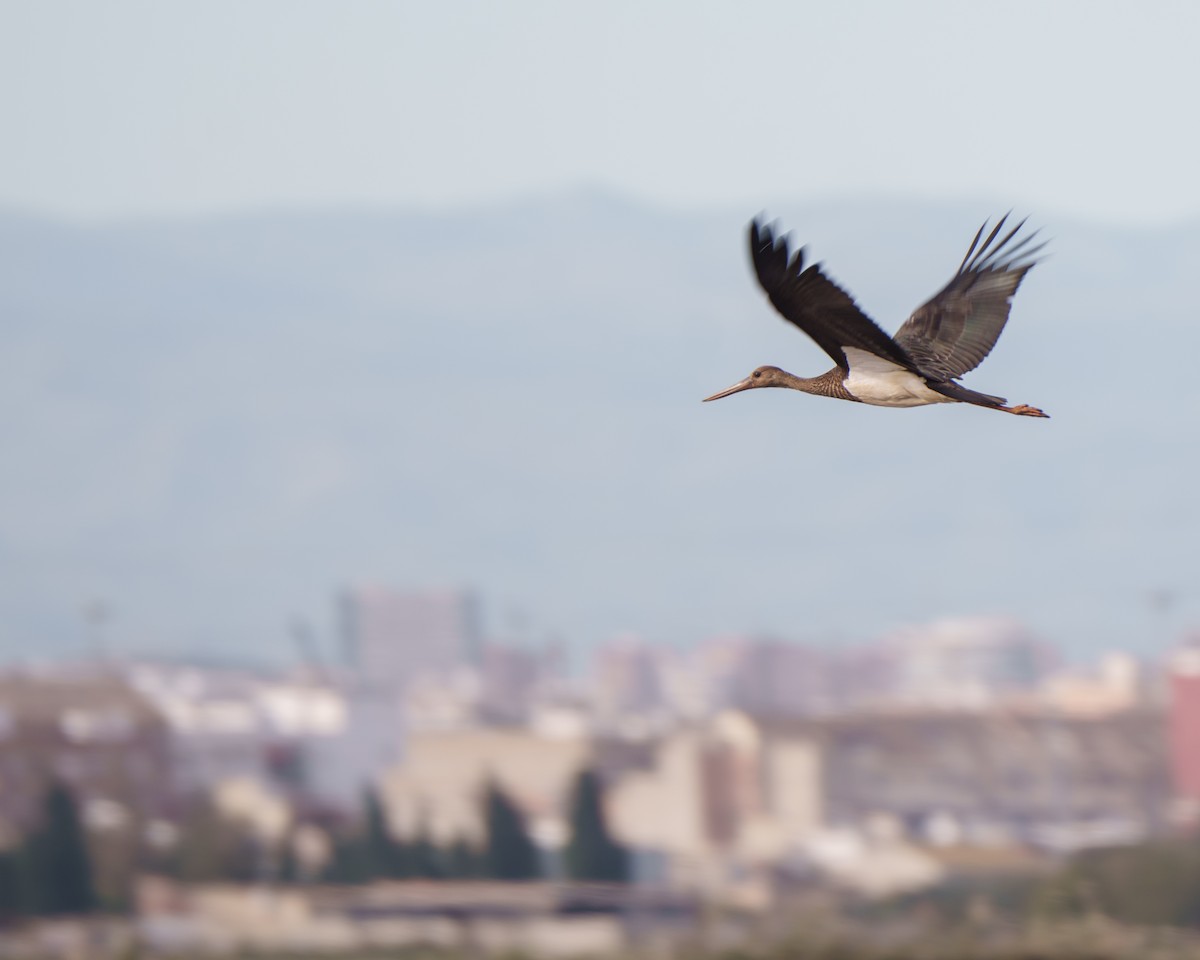 Cicogna nera - ML643996119