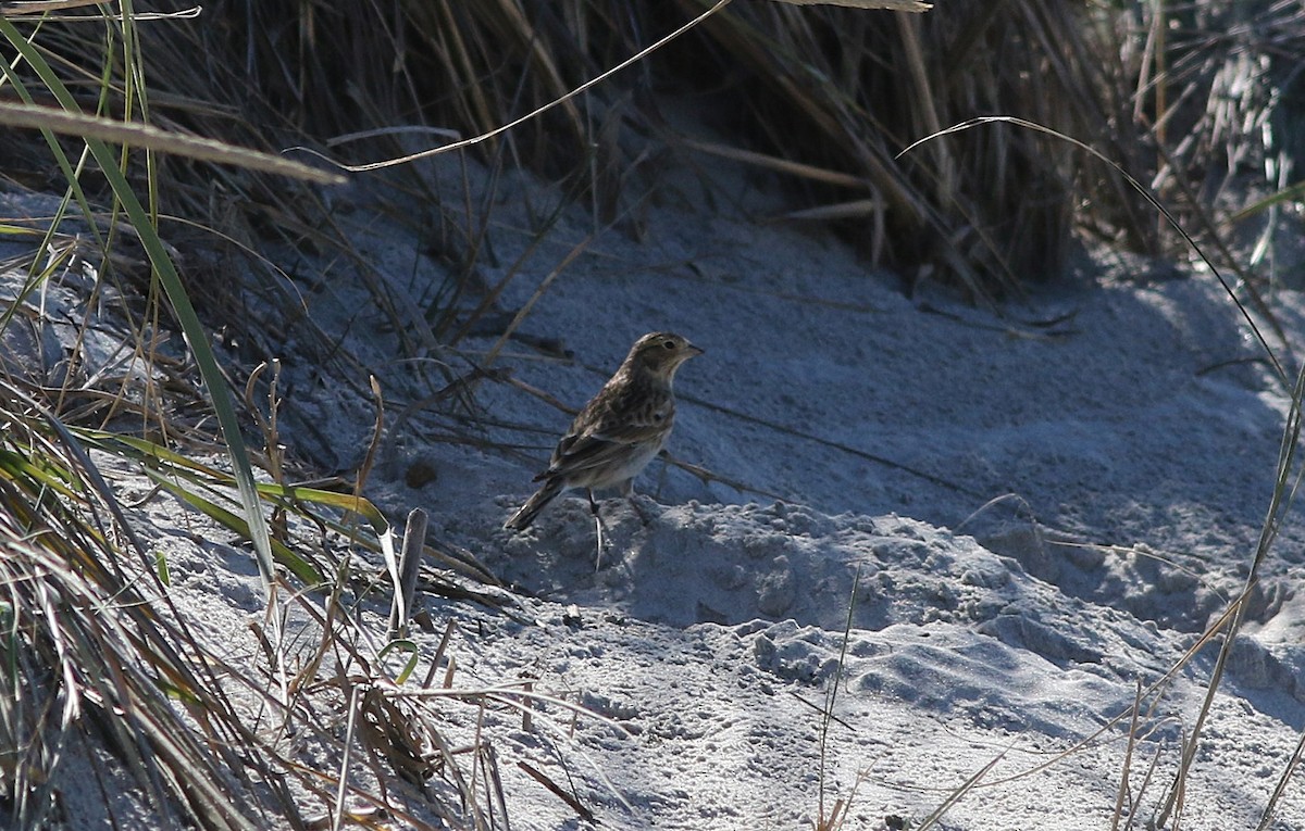 Chestnut-collared Longspur - ML643996120