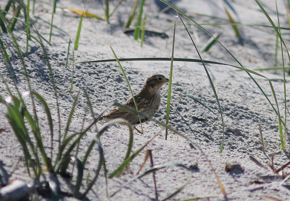 Chestnut-collared Longspur - ML643996121