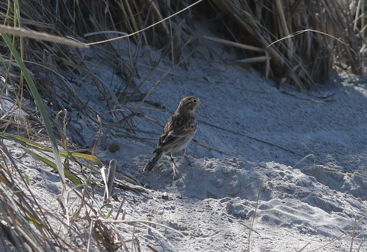 Chestnut-collared Longspur - ML643996122