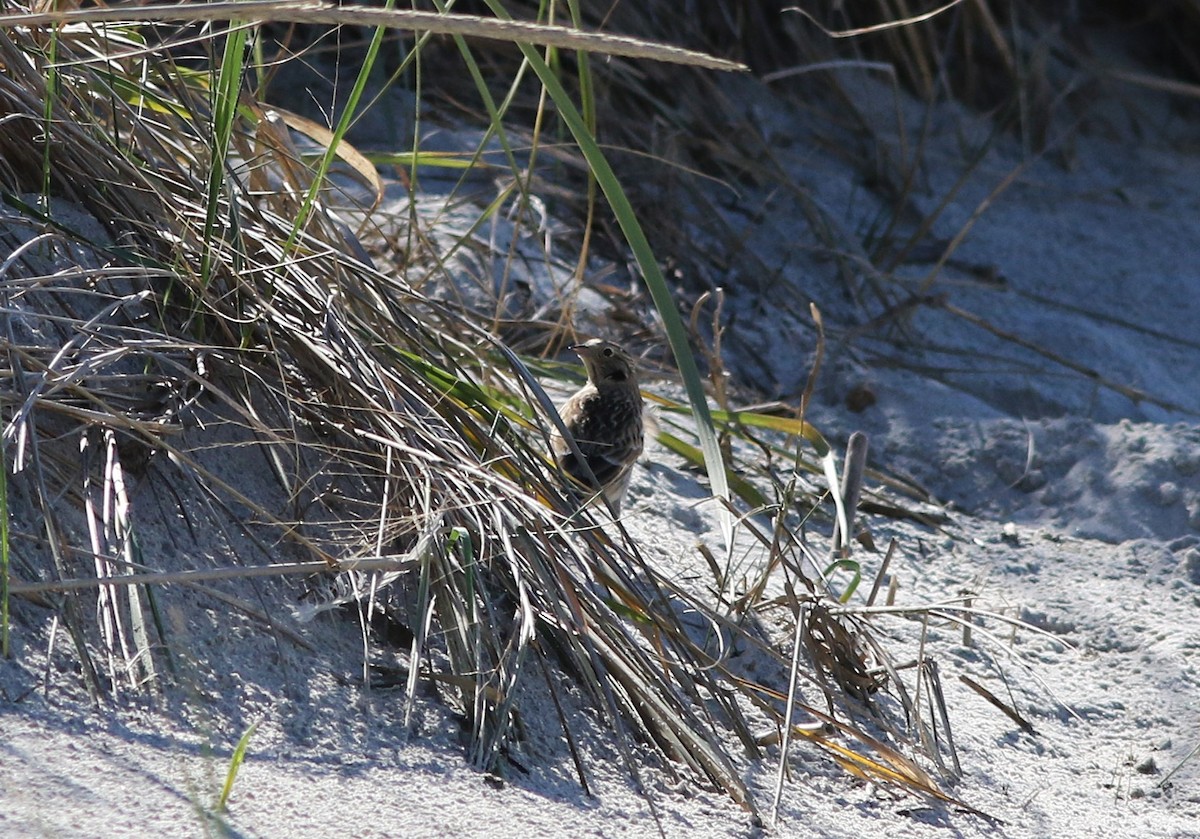 Chestnut-collared Longspur - ML643996123