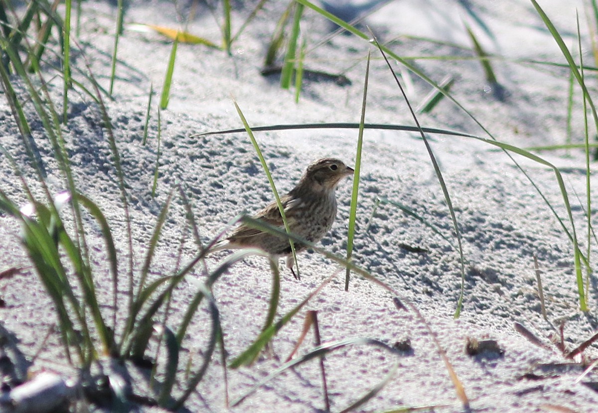 Chestnut-collared Longspur - ML643996124