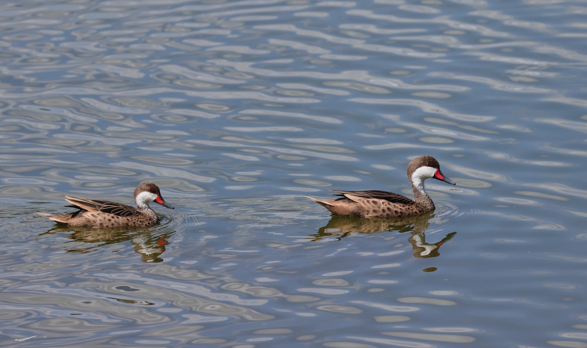 White-cheeked Pintail - ML643996138