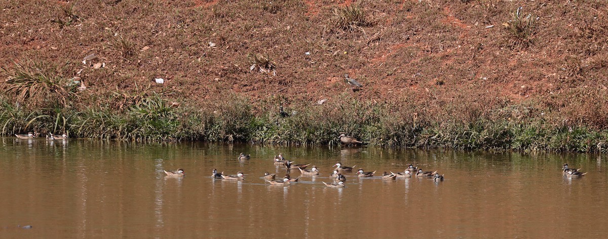 White-cheeked Pintail - ML643996139