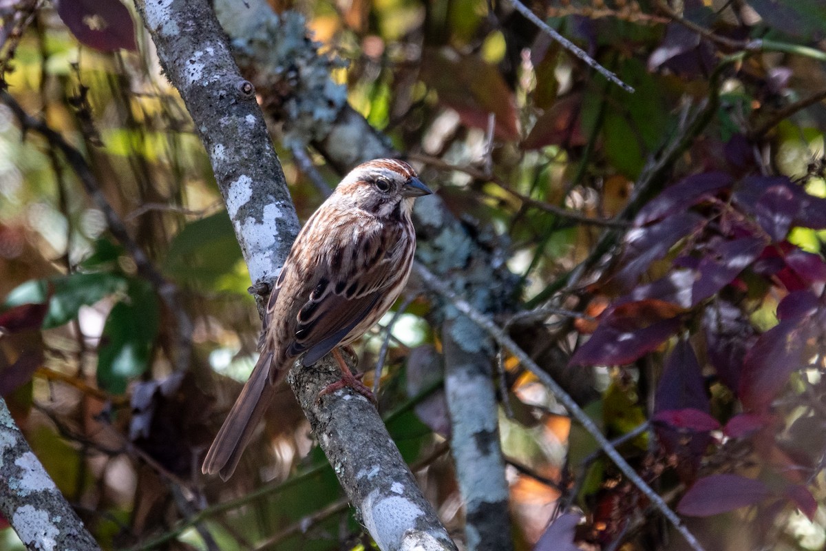 Song Sparrow - ML643996140