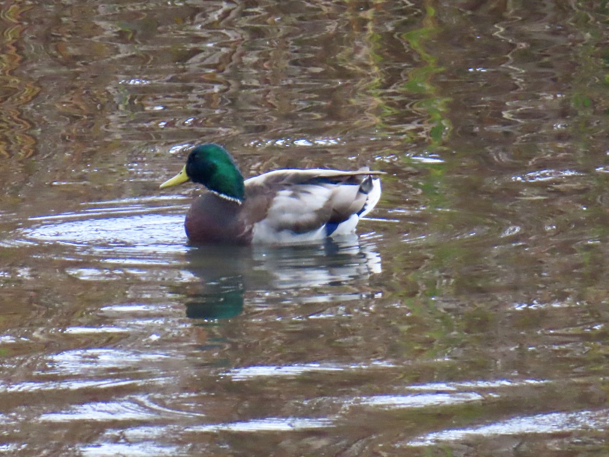 Зэрлэг нугас - ML643996141