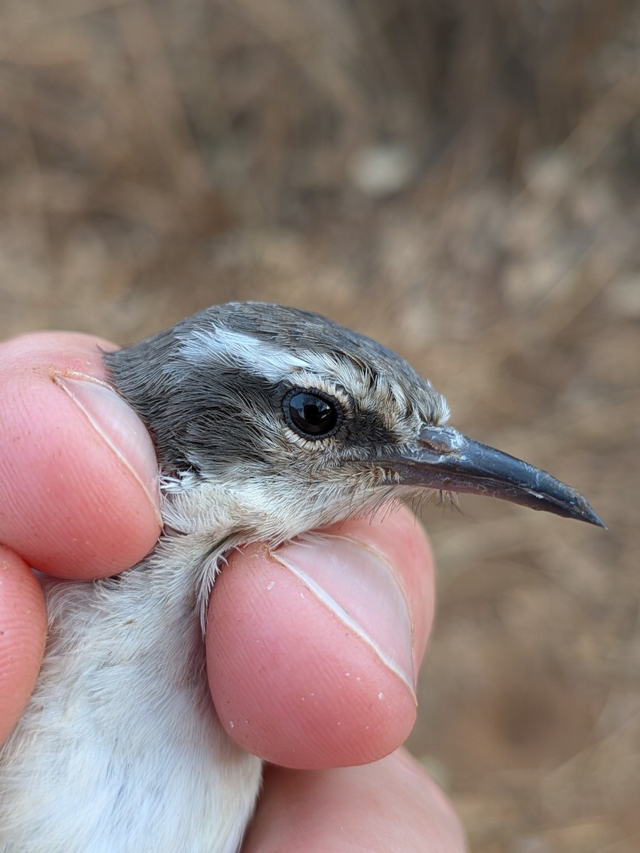 Eastern Violet-backed Sunbird - ML643996149