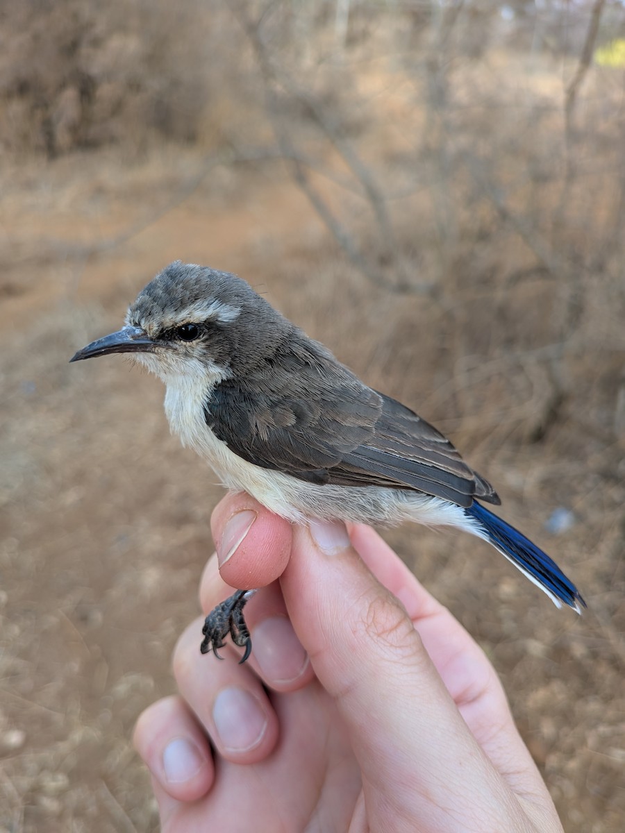 Eastern Violet-backed Sunbird - ML643996151
