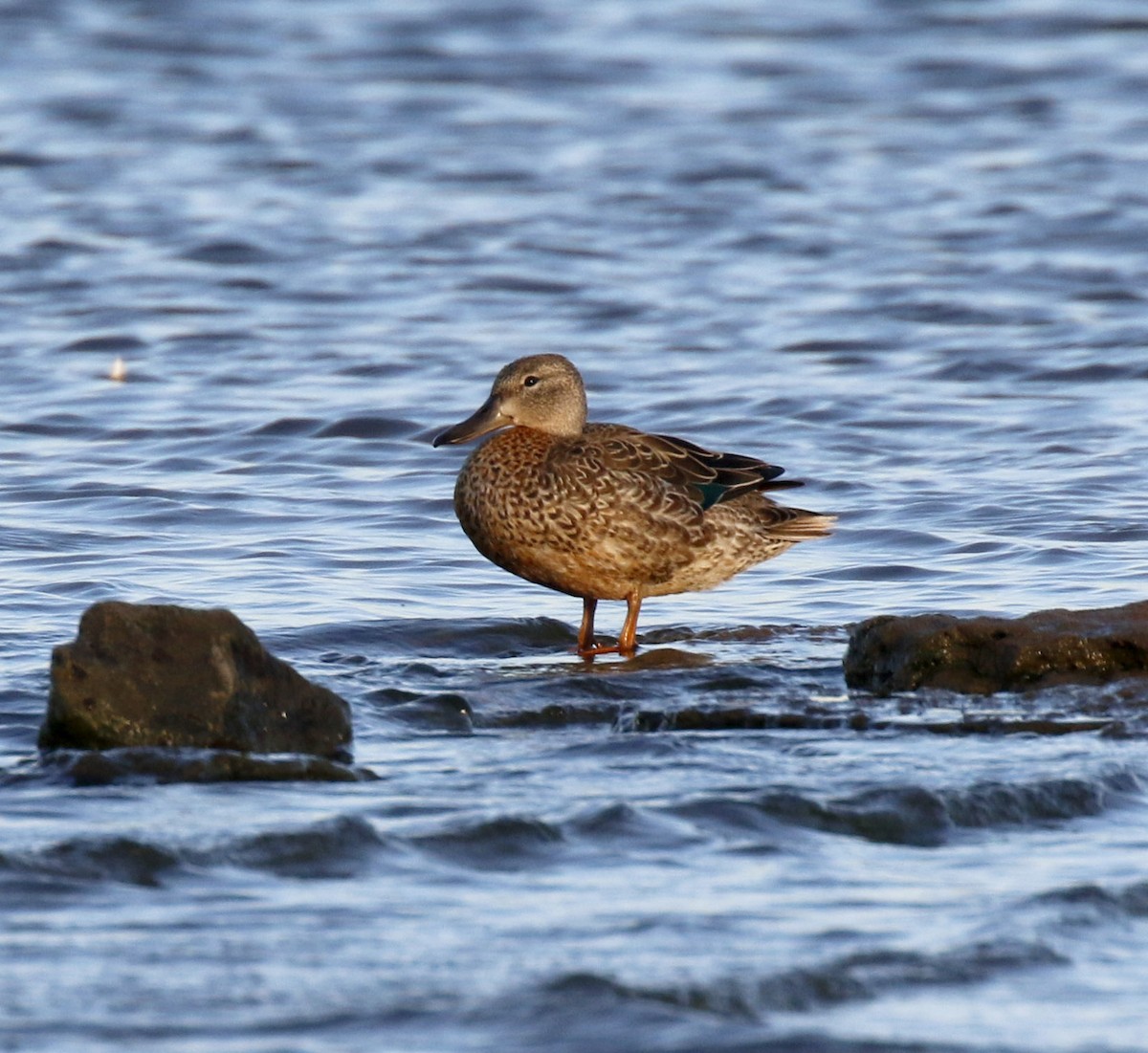 Canard souchet - ML643996155
