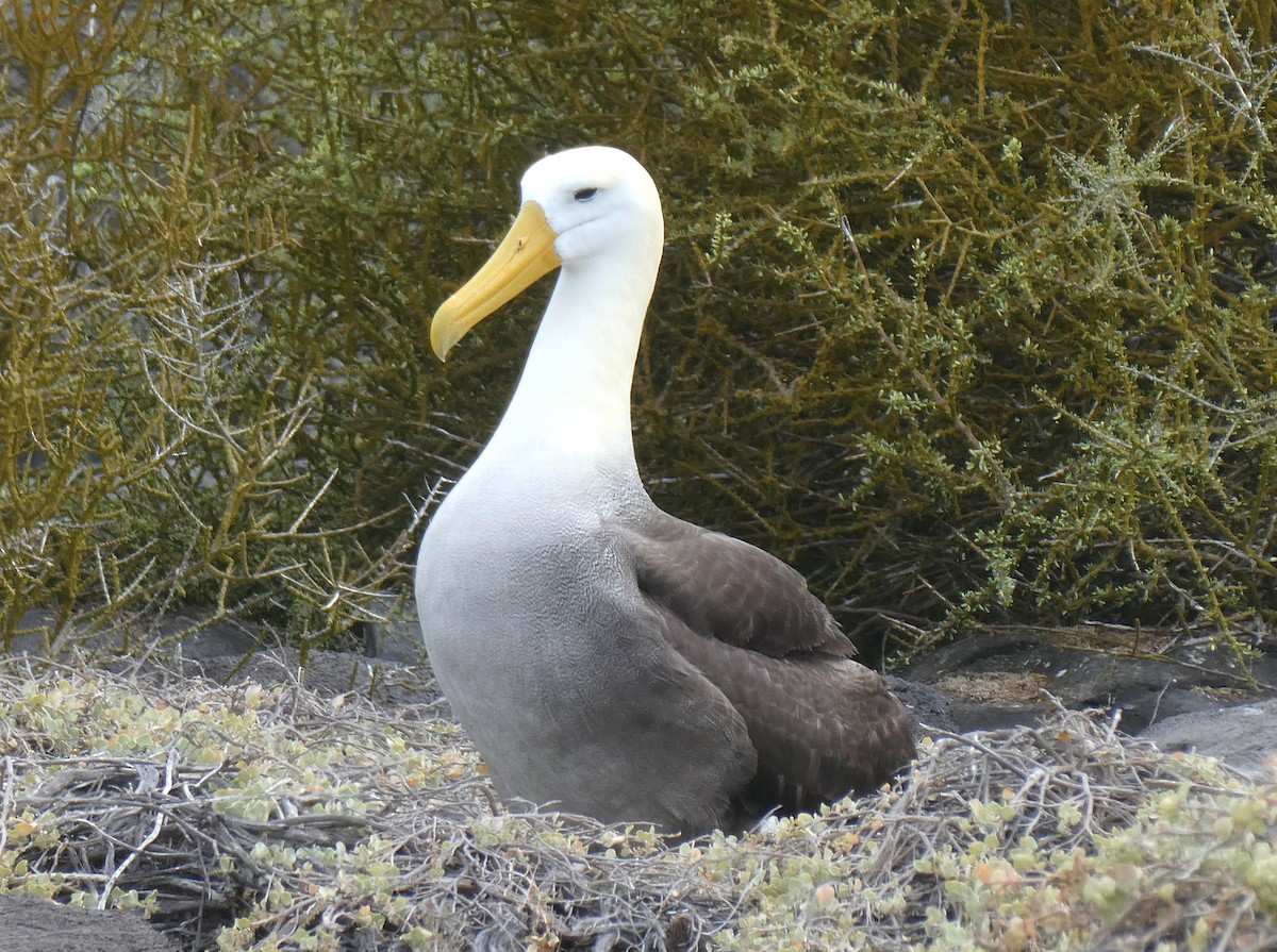 Waved Albatross - ML643996162